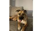 Adopt Nala a Tan/Yellow/Fawn Boxer / Mixed dog in Clover, SC (37166529)