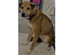 Adopt Jafar a Brown/Chocolate Husky / Shar Pei dog in Coldwater, MI (37166520)