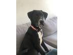 Adopt Kohl a Black - with White Pit Bull Terrier / Husky dog in Denver