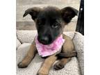Adopt Asha a Tan/Yellow/Fawn - with Black German Shepherd Dog dog in Highlands