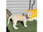 Adopt Ayla a White German Shepherd Dog dog in Highlands Ranch, CO (37163137)