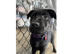 Adopt Freeda a Labrador Retriever / Mixed Breed (Medium) / Mixed dog in Warren