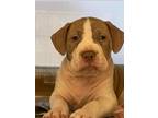 Adopt Basil a American Pit Bull Terrier / Mixed dog in Warren, MI (37166217)