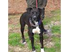 Adopt Naomi a Labrador Retriever / Mixed dog in Salisbury, MD (37166214)