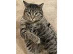Adopt Mr. Norris (23-013 C) a Brown Tabby Domestic Shorthair (short coat) cat in
