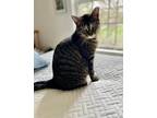 Adopt Peppa (23-014 C) a Brown Tabby Domestic Shorthair (short coat) cat in