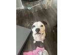 Adopt Patch a White - with Gray or Silver American Pit Bull Terrier / Mixed dog
