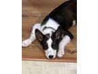 Adopt Otis a White - with Black Australian Shepherd / Mixed dog in Senoia