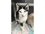 Adopt Goober a Black & White or Tuxedo Domestic Shorthair (short coat) cat in