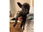 Adopt Meredith - The Office Litter a Brindle Dutch Shepherd dog in Lake Stevens