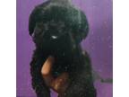 Adopt Negrita a Black Labrador Retriever / Mixed dog in Tacoma, WA (37164962)