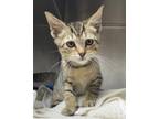 Adopt Toby 2 a Brown Tabby Domestic Shorthair (short coat) cat in Newport