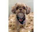 Adopt Danny-bonded with Sandy a Shih Tzu / Mixed dog in Lake Forest