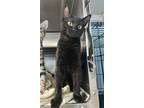 Adopt Dougie a All Black Domestic Shorthair (short coat) cat in Newport