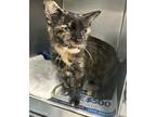 Adopt Pretty Girl a Tortoiseshell Domestic Shorthair (short coat) cat in