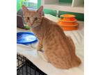 Adopt Dorito a Domestic Shorthair / Mixed (short coat) cat in Duncan