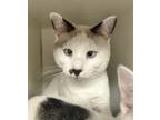 Adopt Checkers a White (Mostly) Domestic Shorthair (short coat) cat in Newport