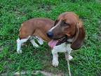 Adopt Boudreaux a Basset Hound / Mixed dog in Salt Lake City, UT (37165424)