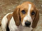 Adopt Scrappy a Basset Hound / Mixed dog in Salt Lake City, UT (37165423)