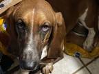 Adopt Ann a Basset Hound / Mixed dog in Salt Lake City, UT (37165422)