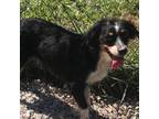 Adopt Xena a Black Australian Shepherd / Mixed dog in Kansas City, MO (37165181)