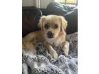 Adopt Papi Alvarez a Tan/Yellow/Fawn Poodle (Standard) dog in Portland