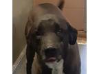 Adopt Mattie a Black Labrador Retriever / Mixed dog in Sand Springs
