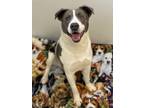 Adopt Brodie a Mixed Breed (Medium) / Mixed dog in Heber, UT (37165025)