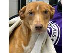 Adopt Magpie a Labrador Retriever / Mixed dog in Des Moines, IA (37159564)