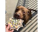 Adopt Wilderness a Tan/Yellow/Fawn Mixed Breed (Medium) / Mixed dog in Memphis