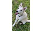 Adopt River a White - with Tan, Yellow or Fawn Siberian Husky / Mixed dog in