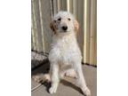 Adopt Maeve a White Goldendoodle / Mixed dog in Sedalia, CO (37164527)
