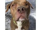 Adopt Sevard a Brown/Chocolate American Pit Bull Terrier / Mixed dog in Incline