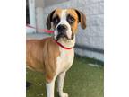 Adopt Chyna a Boxer / Mixed dog in Richfield, MN (37164194)
