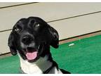 Adopt IVY a Black - with White Whippet / Mixed dog in Marble Falls