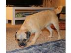 Adopt Mercury a Tricolor (Tan/Brown & Black & White) Pug / Havanese / Mixed dog