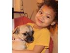 Adopt Taylor a Tricolor (Tan/Brown & Black & White) Pug / Havanese / Mixed dog