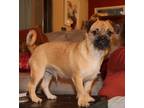 Adopt Deacon a Tricolor (Tan/Brown & Black & White) Pug / Havanese / Mixed dog