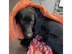 Adopt Sweet Baby Angel a Black Labrador Retriever / Mixed dog in Warrensburg