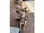 Adopt Wrexi a Brown/Chocolate - with White German Shepherd Dog / Mixed dog in