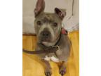 Adopt Lady a Gray/Blue/Silver/Salt & Pepper American Pit Bull Terrier / Mixed