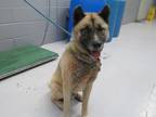 Adopt 82730 a Gray/Blue/Silver/Salt & Pepper Akita dog in Nogales, AZ (37163717)