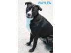 Adopt Waylen a American Pit Bull Terrier / Mixed Breed (Medium) / Mixed dog in
