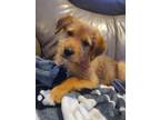 Adopt Potato aka Lacey a Red/Golden/Orange/Chestnut - with White Mixed Breed