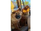 Adopt Savanna a Red/Golden/Orange/Chestnut - with Black Chow Chow / Mixed dog in