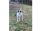 Adopt Wally a White - with Black Mixed Breed (Medium) / Mixed dog in