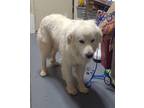 Adopt 23-01-0216 Charley a Great Pyrenees / Mixed dog in Dallas, GA (37163475)