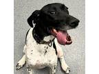 Adopt Mabel a German Shorthaired Pointer / Mixed dog in Sheboygan, WI (37160546)
