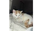 Adopt Thor a Orange or Red Tabby Cymric / Mixed (medium coat) cat in Brunswick