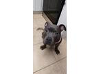 Adopt Sora a Gray/Blue/Silver/Salt & Pepper American Pit Bull Terrier / American